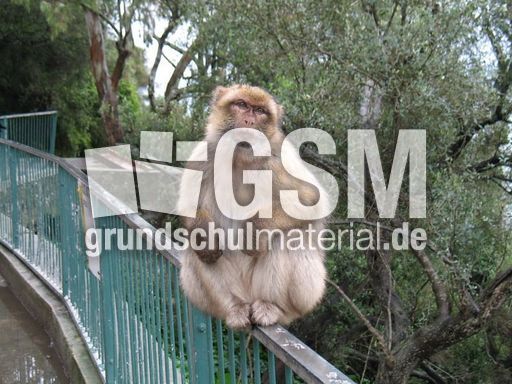 Spanien Andalusien Gibraltar 017.JPG